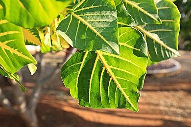 《帝国时代4》成就列表公布 游戏将于10月28日发售